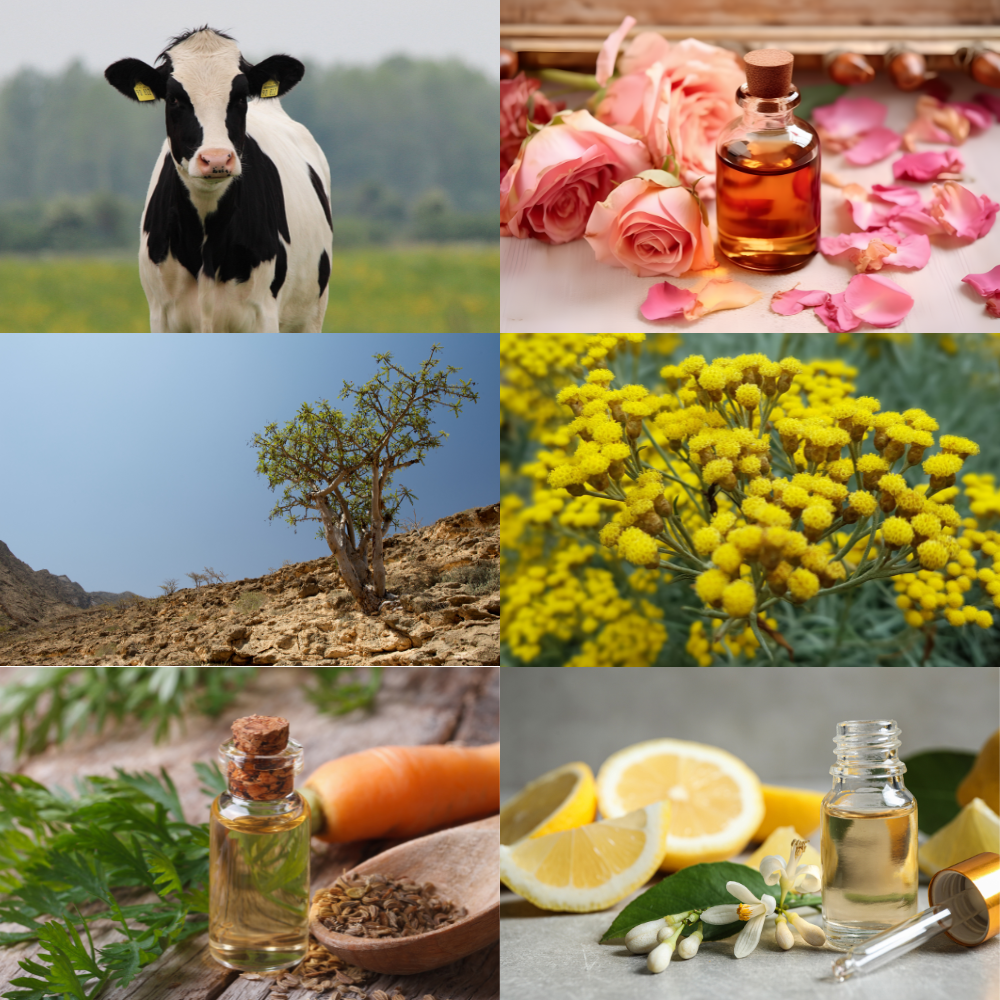 Our Ingredients