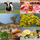 Our Ingredients
