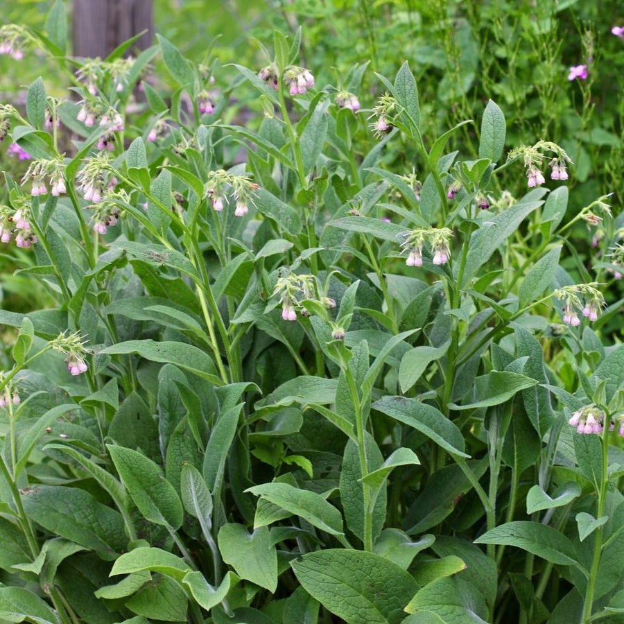 Comfrey