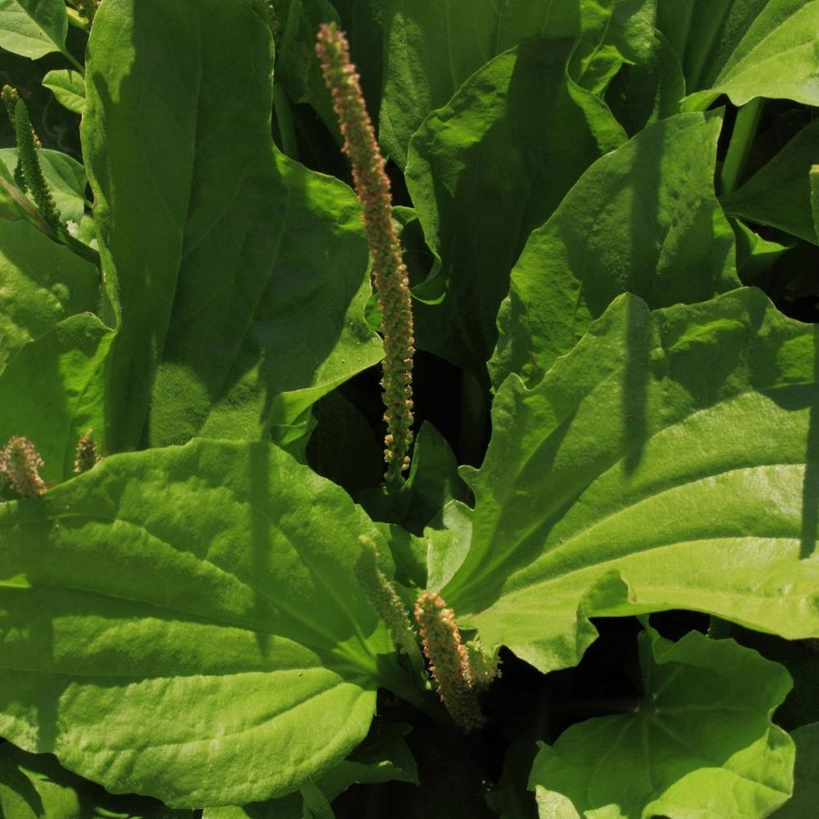 Plantain 