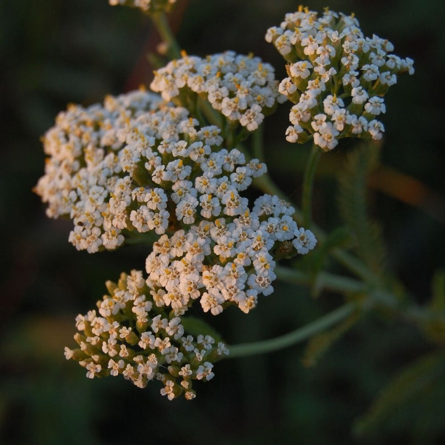 Yarrow