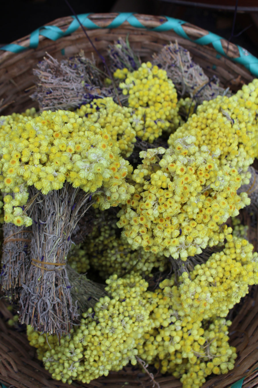 Helichrysum