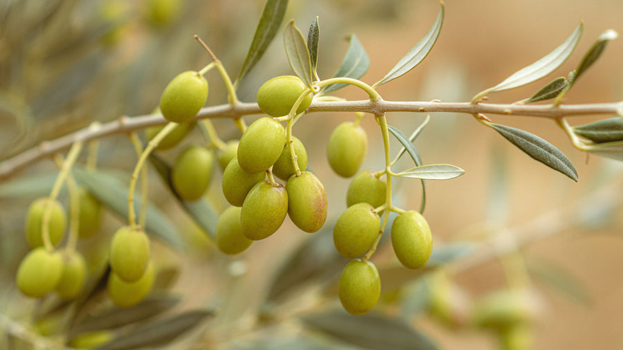 Moroccan Olive Oil