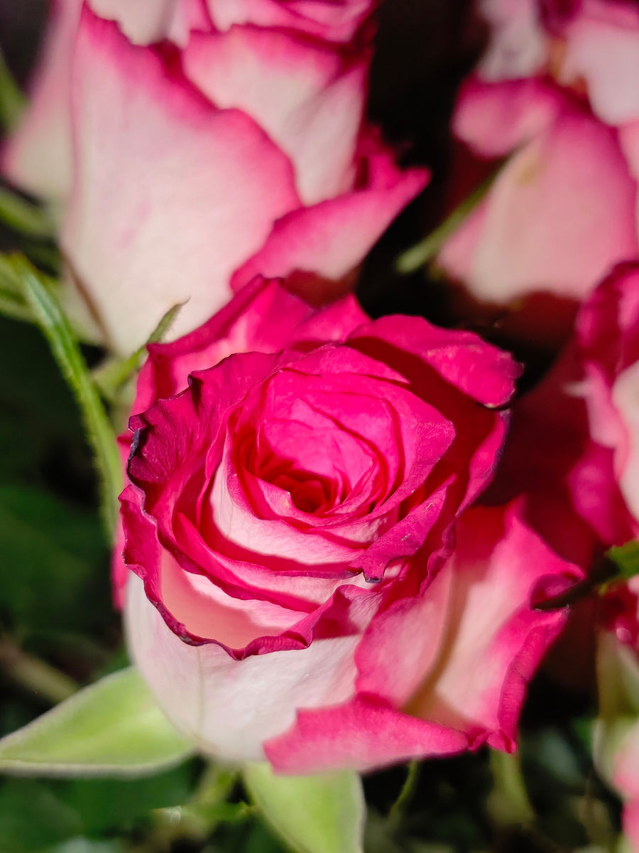Rose Oil (Otto or Absolute) 